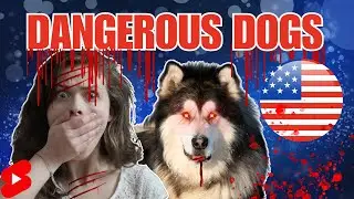 Top 10 Most Dangerous Dog Breeds USA - Beware!  4 🐶 #shorts #dangerousdogbreeds #usa #dog
