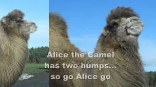 Alice the Camel   from Wildlife in the Nursery