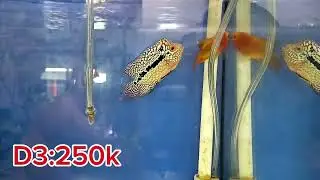 24/1 l&ecirc;n l&ocirc; c&aacute; la h&aacute;n kamfa F2 gi&aacute; cực &ecirc;m cho a e trải nghiệm.nhanh tay chốt c&aacute;