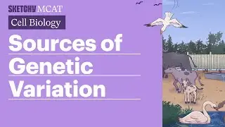 Genetic Variation: Sources & Importance in Populations (Full Lesson) | Sketchy MCAT