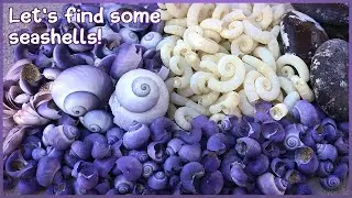 How Many Violet Sea Snails and Ram's Horns Can I Find? [Virtual Shelling]