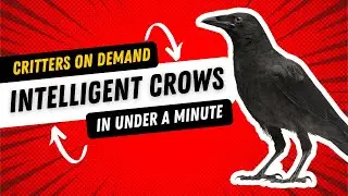 Critters On Demand: Crows in Under a Minute