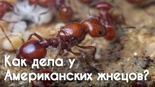 Pogonomyrmex barbatus. КАК ОНИ?