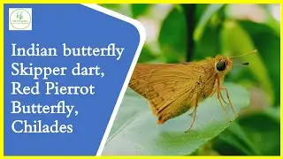 Indian butterfly -Skipper dart,Red Pierrot Butterfly,Chilades