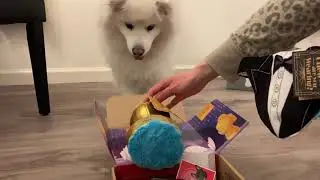 BarkBox Review | Barkbox Unboxing | February 2020 | The Barkies