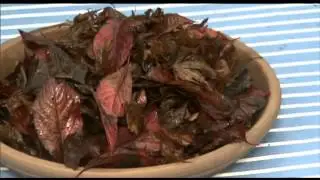 BT Extra: Why Cleaning up the Garden may NOT be a good thing & other fall garden prep