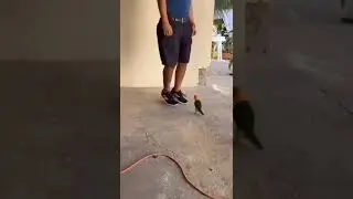 Dan&ccedil;a dos pulinhos 🥰🥰 #viral #aves #pet #pets #shorts