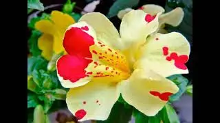 Сажаем семена Мимулюси (Mimulus) и Бегонии (Begonia)
