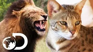 The Cutest House Cats And Fiercest Big Cats | Discovery UK