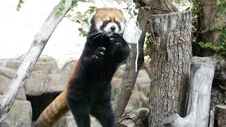 Red Panda Stand