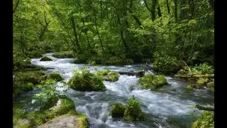 Ears Are Not Meant Only to Hear | Japanese Zen Wisdom