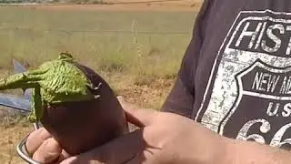 NUESTRO SEGUNDO HUERTO ECOLÓGICO 🌶️🍆🍅 Clares en la cocina.