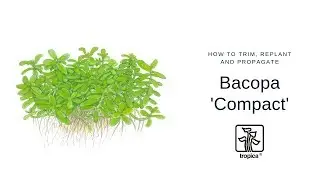 How to trim, replant and propagate Bacopa &lsquo;Compact&rsquo;