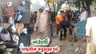 লাউহাটি সাপ্তাহিক কবুতরের হাট | বর্তমানে কবুতরের দাম | Kobutor hat 17/01/2026