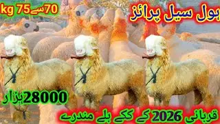 23 Dec 2025 session 2026 ke gulabi kake bille lakhe 70 se 75 kg wale mundre at malik Waqas Goat Farm