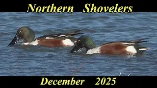 Northern Shoveler @ Rutland Water
