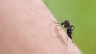 Asian tiger mosquito: how to avoid its spread