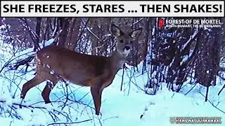 Ree in de Sneeuw op de Wildcamera 🦌❄️ | Unieke Winterbeelden na Code Oranje Sneeuw