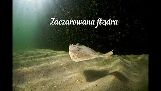 Legenda ASMR 🐠 #asmr #polishasmr #whispers #story #baśń #shorts #szept #asmrpl #opowiadanie