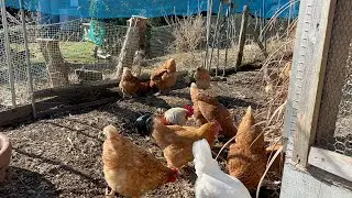 January 8th: CHICKENS and HK CHIBA! 