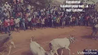 Kalabairavaa bull...&bull catchers