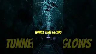 Explore Helensburgh Glowworm Tunnel: Australia&rsquo;s Hidden Bioluminescent Gem
