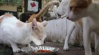 Hurray! PETA India Sterilises 500 Mumbai Cats With Our Friends at YODA  and the BSPCA