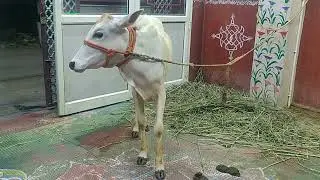 cow chenchi reacting for my song😍miss you chenchi