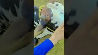 love with animals.animala lover . animals #animalkidsvideo #animalkidsvideo #friends #gaon #animalso