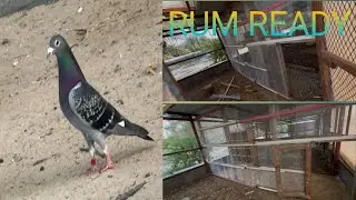👌Chhota master 🏡 cage ready🕊️ HamareTop quality Recer kabootar ka New 💯 Rum ready 