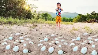 Lucky Evening Lida Search and Find Lot of Bird eggs On Sand In Wild
