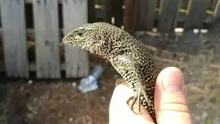 Big male green ameiva