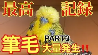 【インコ】最高記録更新⁉️筆毛大量発生‼️PART3(前編)