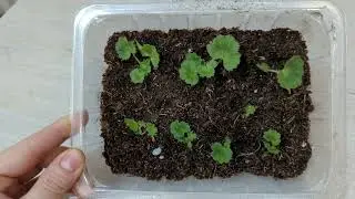 Пеларгония/Dynasty Daji /укоренение 