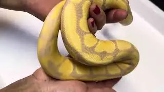 Female Candy poss het Pied, on Morphmarket 31/08/2023  