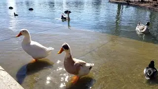 [FULL] Spending an afternoon with ducks at the park