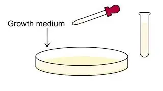 How do you count the Lactobacillus casei strain Shirota in Yakult?