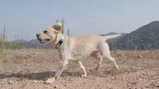 Pet Product Video for Dog Leash
