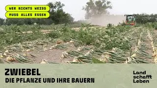 ZWIEBEL (2/4) -  Die Pflanze und ihre Bauern