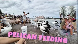 PELICAN FEEDING AT THE ENTRANCE, CENTRAL COAST