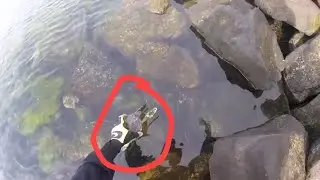 Removing Barnacles | Sea Turtle Rescue