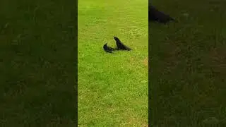 Crows Fighting Over Territory / Park Crows 4K