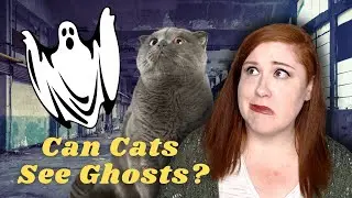 Can Cats Sense Ghosts, Spirits and Demons? | Animals Are More Sensitive!
