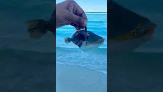 The beautiful girl washed up on the beach moldlevs #content