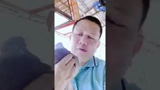Merpati Pos Mengirim Pesan Ke Burcu Kuwait Biar Menjadi Sepasang Merpati Ajain