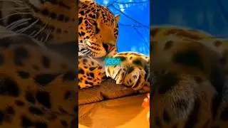 This jaguar was ADDICTED to cream