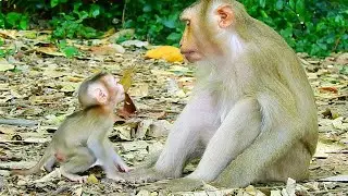 Very brave newborn baby monkey lip-talking mom for asking learning walk by herself