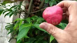 The original form of the Simalakama fruit