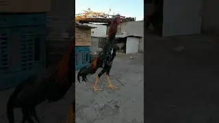 O Shamo fine quality King shamo rooster 🐓 #kingshamo #shamomurga #shorts #viral #trending