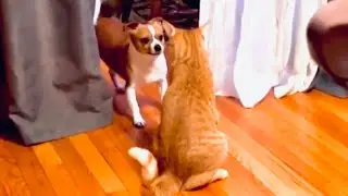 Adorable & Vicious!?! Billy VS Anyone!